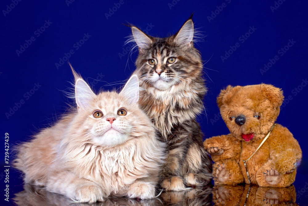 Wall mural Adorable cute maine coon kittens on blue background in studio, isolated.