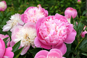 Soft pink and white Peony lactiflora 'Bowl Of Beauty' in flower.