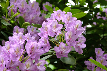 Naklejka premium Pale lilac Pontic rhododendron azalea 'Fastuosum Flore Pleno' in flower. .