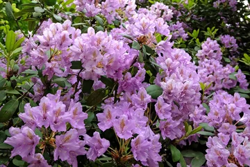 Gordijnen Rhododendron 'Fastuosum Flore Pleno' in flower. . © Alexandra