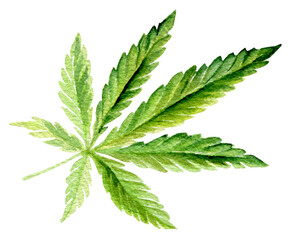Green cannabis indica leaf painted in watercolor. Hand drawn marijuana illustration isolated on white background - 739428837