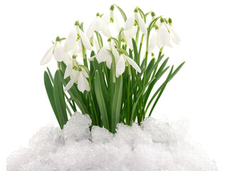 Snowdrops and Snow. - 739428867