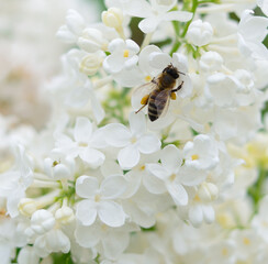 Honeybee and white lilac flowers - 739428872