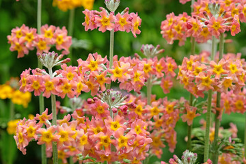 Orange and coral pink Candelabra primula, also known as  Japanese Primroses or mealy primrose, in flower.