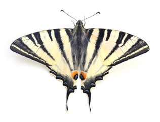 Swallowtail (Papilio machaon) isolated. - 739428895