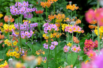 Yellow and purple Candelabra primula, also known as  Japanese Primroses, in flower.