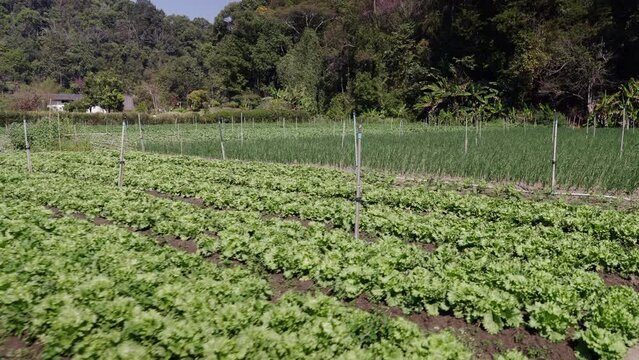 Diagonal shot of an orchard in the middle of a mountain village