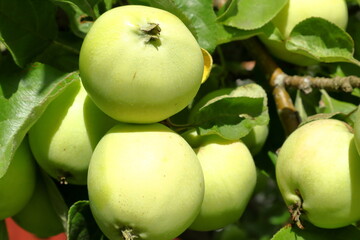 Green apples in a tree. Summer fruit. 