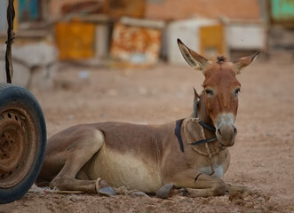 West Africa, Mauritania. A long-eared donkey is resting from heavy cargo transportation, swimming...
