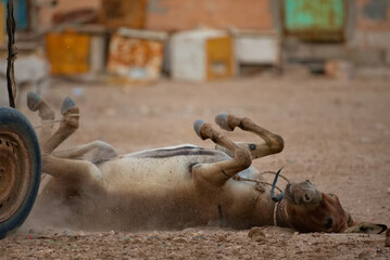 West Africa, Mauritania. A long-eared donkey is resting from heavy cargo transportation, swimming...