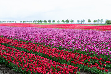 Tulip field in the polder near Zeewolde in the Netherlands.