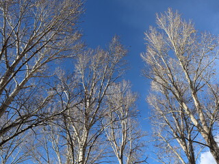 Tree without leaves