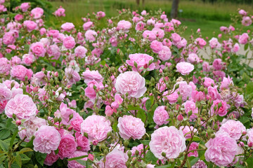 Obraz premium Rosa Harlow Carr in flower.