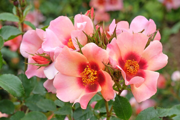 Peach, orange and pink floribunda bush rose, Rosa ÔFor Your Eyes Only' in flower.