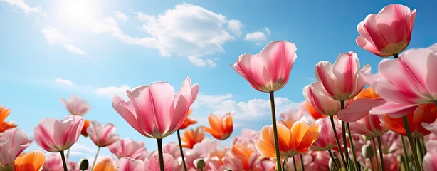 Fotobehang tulips under blue sky, web banner © neirfy