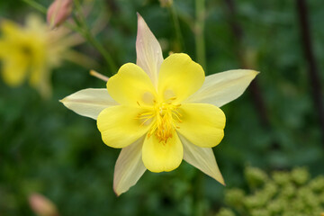 Aquilegia chrysantha, also known as granny's bonnet or columbine 'Texas Yellow' in flower.