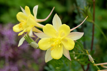 Fototapeta na wymiar Aquilegia chrysantha 'Texas Yellow' in flower.