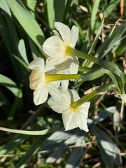 Narcissus flowers grasshopper Montenegro Fort Verige sea Boca Kotor Bay Perast Church of Our Lady of Angels moss stones bricks nature 