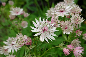 Astrantia masterwort 'buckland' in flower.