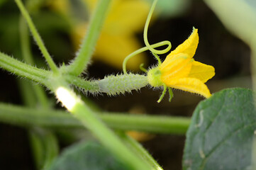 Closeup small green and blooming yellow flower of Cucumis sativus known as cucumber with blurred...