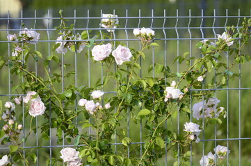 Closeup light pink modern climbing rose Rosa 'New Dawn' growing on a galvanized fence panel