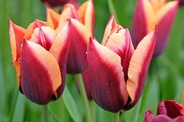 Purple and orange Triumph Tulip 'Slawa' in flower. - obrazy, fototapety, plakaty