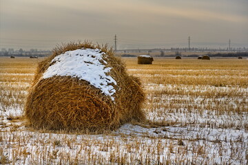 Russia. South of Western Siberia. Kuzbass. Rolls of fresh hay left by farmers on a snowy field on a...
