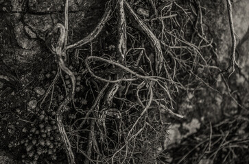 Tree roots
