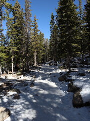forest in the snow
