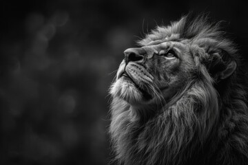 Close-up Portrait of a lion in Black and White