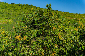 Mango tree.
Vietnamese landscape. A suburb of Nha Trang, a rural area.