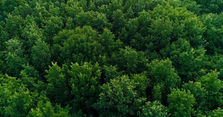 Fototapeta na wymiar Aerial trees view green forest landscape foliage