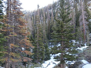 snow covered trees
