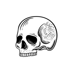 Monochrome illustration of skull. On white background