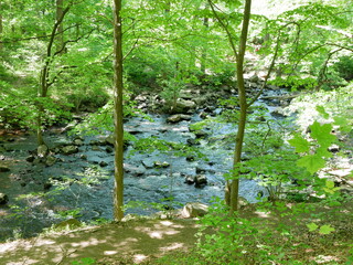 Obraz premium small stream in the middle of a park in the united states during spring
