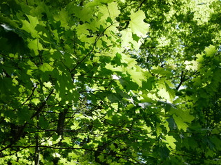Fototapeta na wymiar green leaves of trees in spring on a park