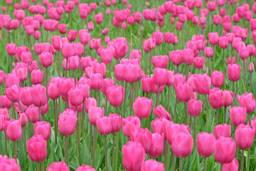 Bright pink Triumph Tulip 'Don Quichotte' in flower.