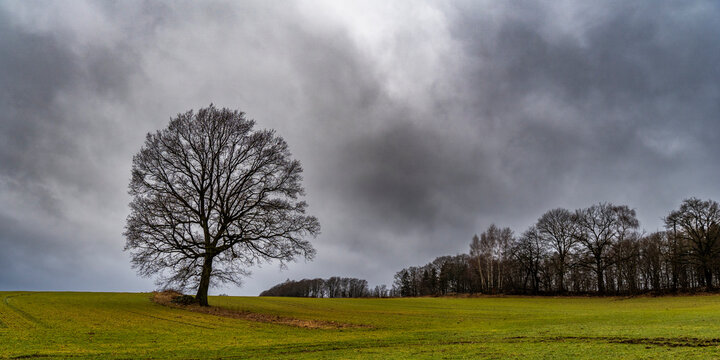 Solit&auml;rer Eichenbaum in der Oberlausitz 1