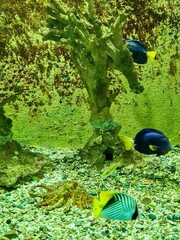 Fototapeta na wymiar swimming in aquarium