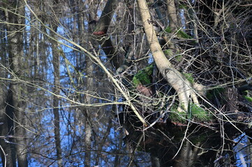 Bäume spiegeln sich im Wasser eines Auwaldes