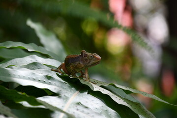 Naklejka premium Chameleon on leaf in South Africa