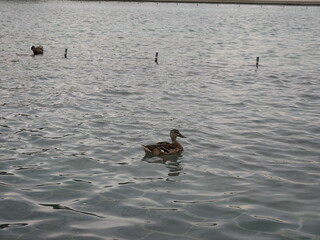Duck swimming in an artificial lake