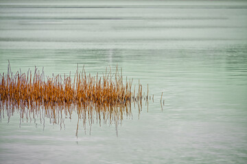 Clumps of dry canes in the middle of the lake