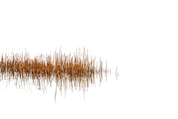 Clumps of dry canes in the middle of the lake