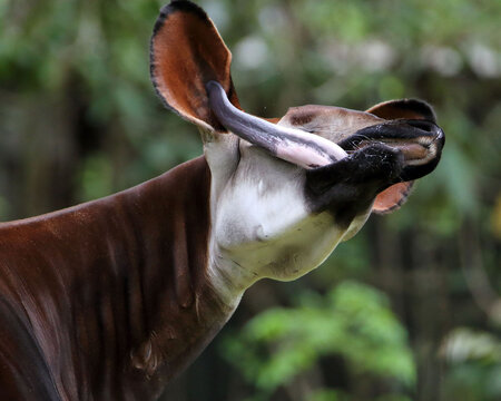 Okapi