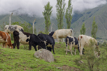 Cows grazing in a meadow in Tucuman Argentina.