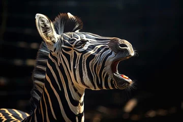 Poster portrait of a zebra © paul