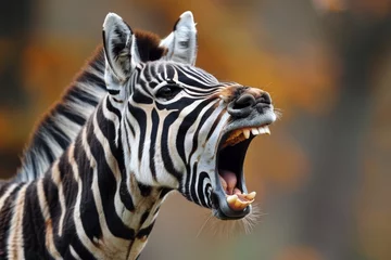 Fotobehang portrait of a zebra © paul