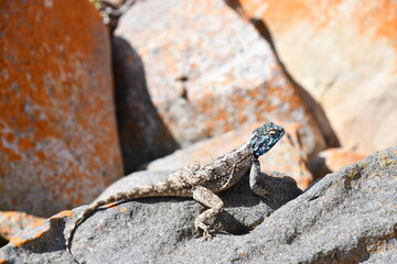 Southern African Rock Agama in Robberg Nature Reserve | South Africa