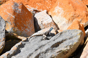 Southern African Rock Agama in Robberg Nature Reserve | South Africa